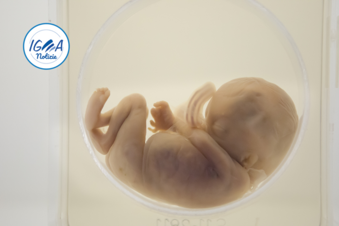Ricercatori utilizzano Intelligenza Artificiale per creare il primo ologramma 3D di un embrione in sviluppo
