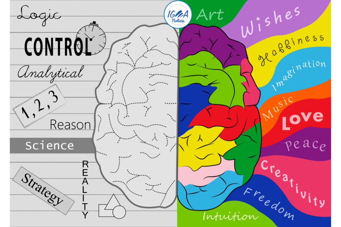 Neuroscienza: Il funzionamento degli emisferi destro e sinistro del cervello umano