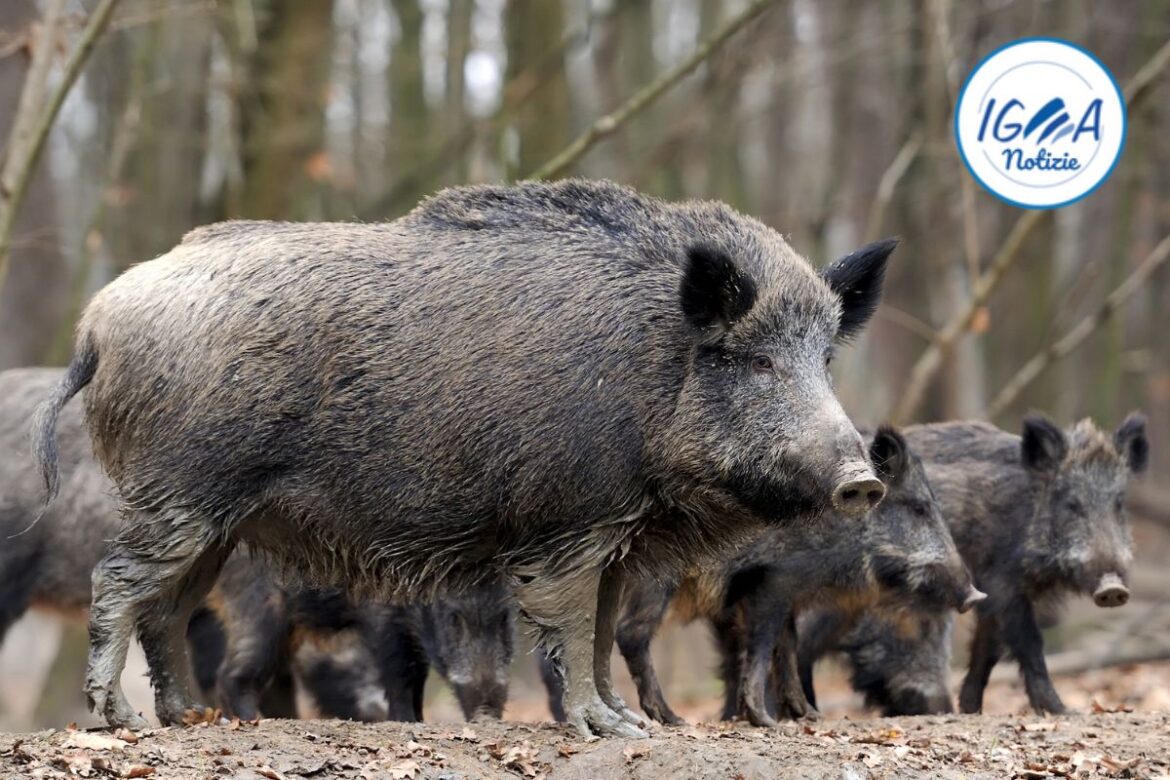 Come affrontare un incontro con un cinghiale: consigli per la sicurezza